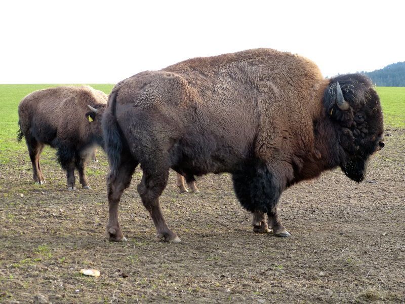 Bisonherde in Sichersreuth Bisonherde in Sichersreuth