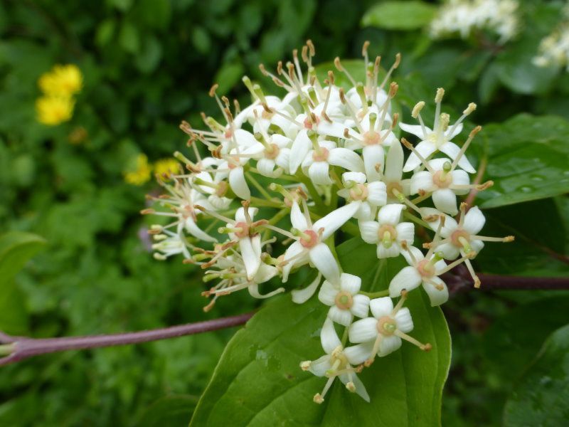 Sträucher im Fichtelgebirge