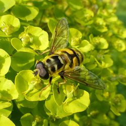 Totenkopfschwebfliege Totenkopfschwebfliege - Fliegen, Schwebfliegen