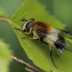 Weissbandschwebfliege Weissbandschwebfliege - Fliegen, Schwebfliegen