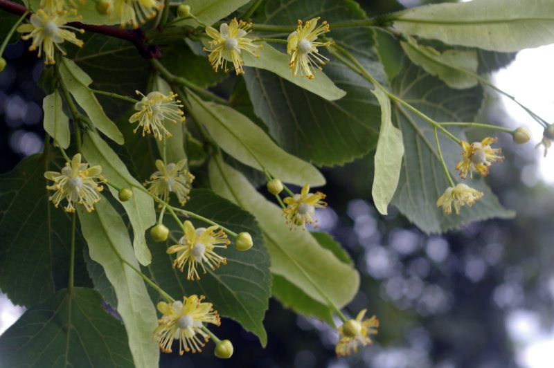 Linde, Symbolbaum des Bund Naturschutz