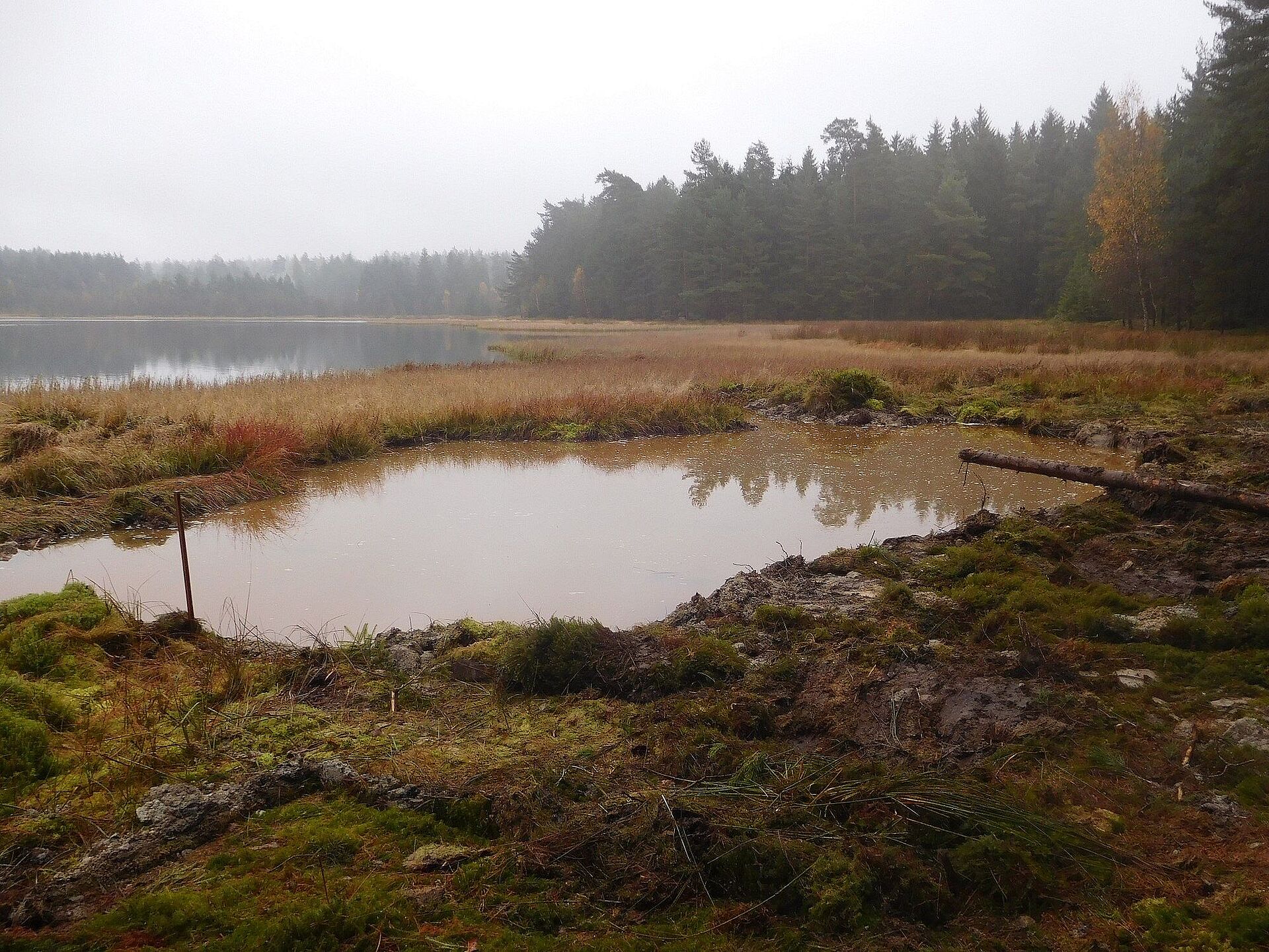 "Herzstücke des Naturschutzes" Biotopgestaltung am Breiten Teich