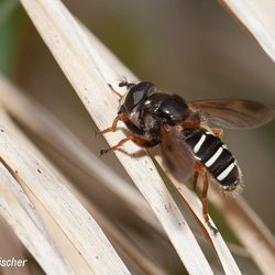 Weißbandtorfschwebfliege Weißbandtorfschwebfliege - Fliegen, Schwebfliegen