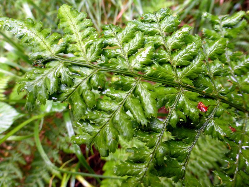 Breitblättriger Dornfarn Breitblättriger Dornfarn - Farngewächse