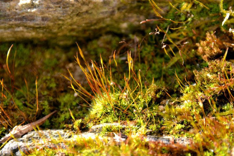 Mauer-Drehzahnmoos - Laubmoose