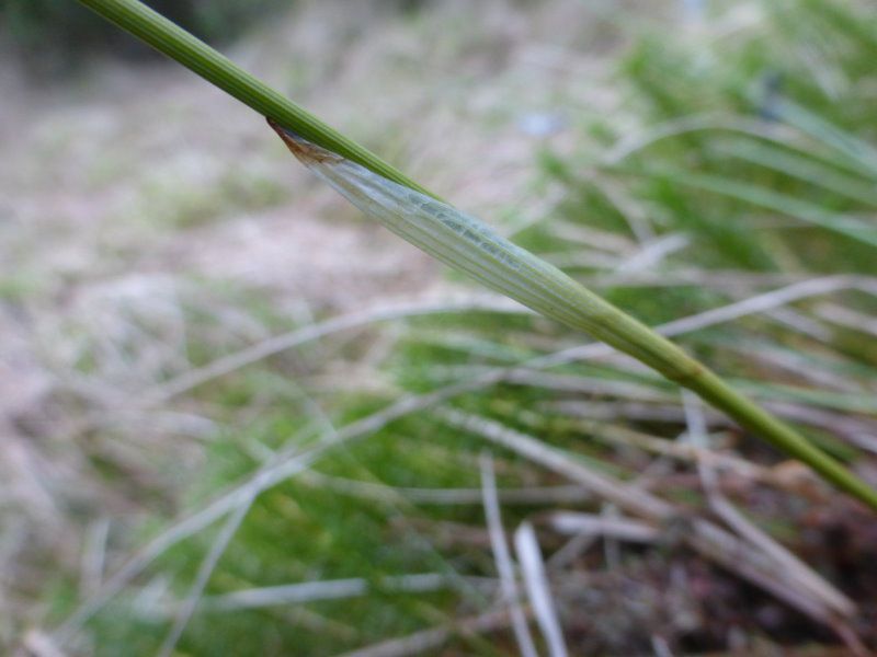 Scheidiges Wollgras - Sauergräser