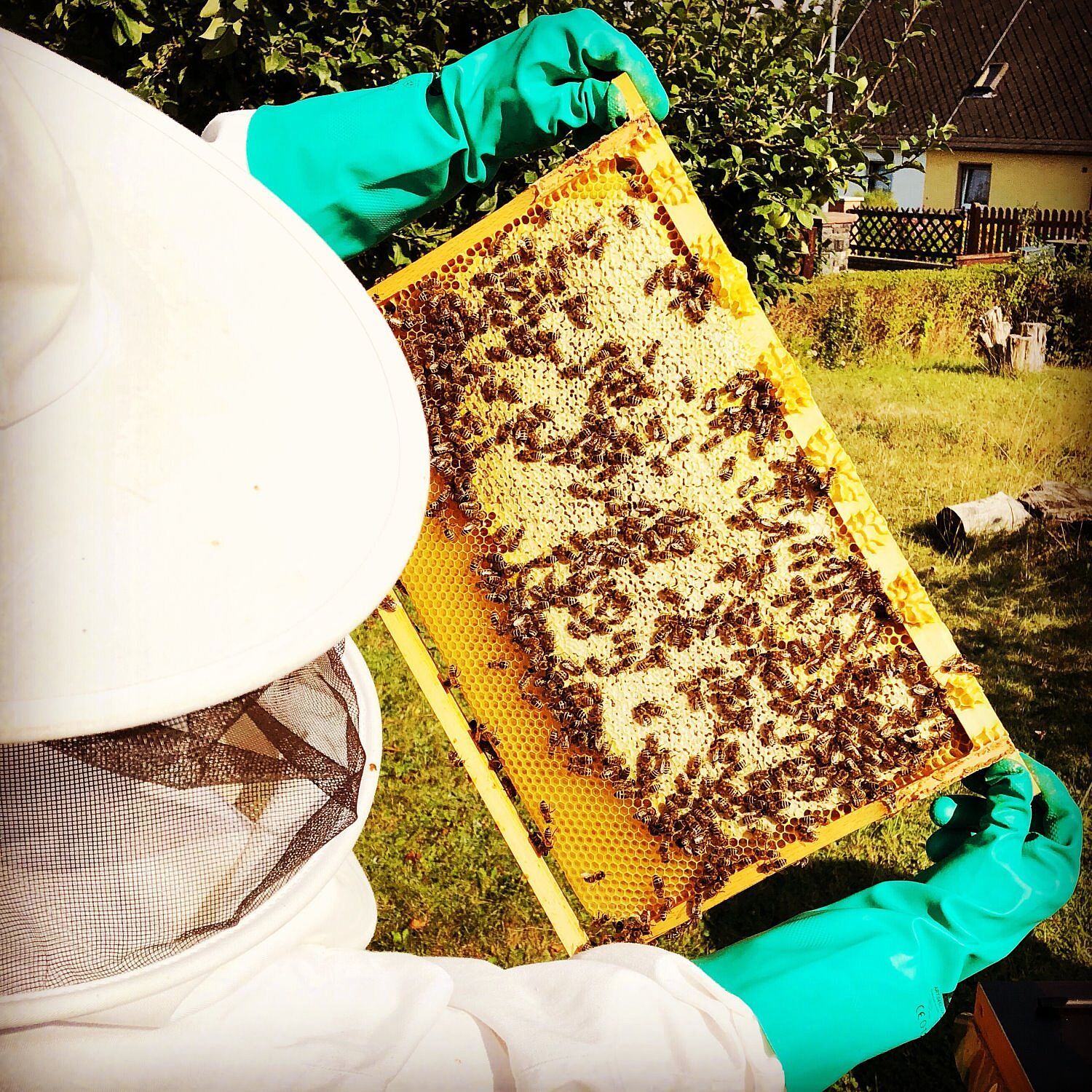 Wurzelkraxler Selb Wurzelkraxler Selb im Fichtelgebirge Honig aus eigener Imkerei