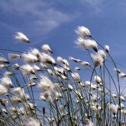 Scheidiges Wollgras Scheidiges Wollgras - Sauergräser