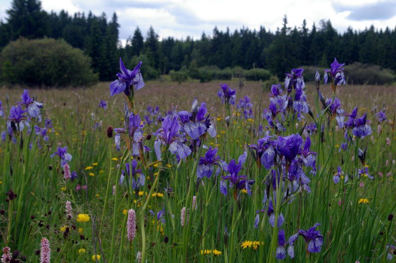 CSOP und BN im Kaiserwald: Sibirische Schwertlilie