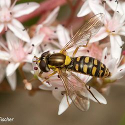 Sphaerophoria interrupta Sphaerophoria interrupta - Fliegen, Schwebfliegen