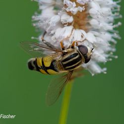 Große Sumpfschwebfliege Große Sumpfschwebfliege - Fliegen, Schwebfliegen