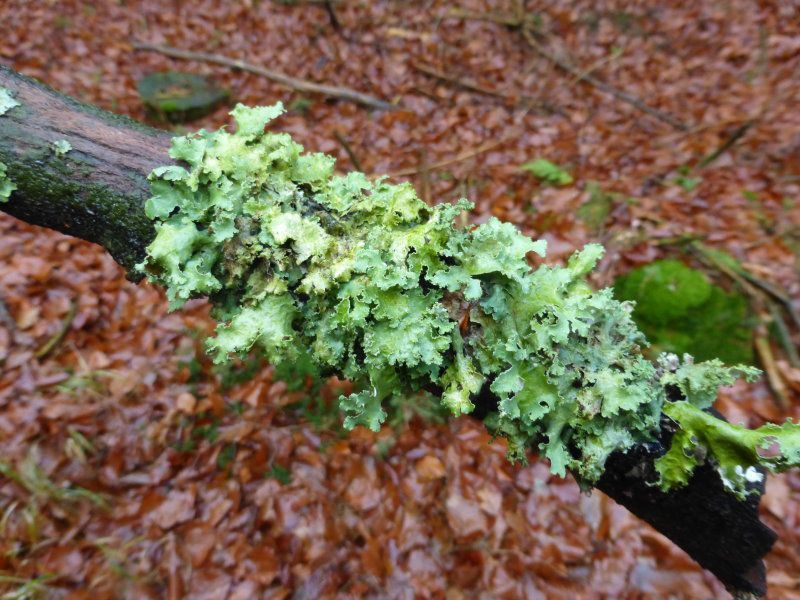 Blaugraue Tartschenflechte Blaugraue-Tartschenflechte - Blattflechten
