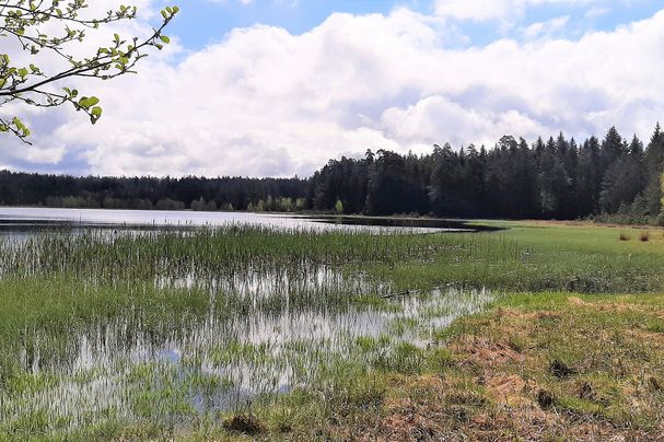 Moorteich Breiter Teich bei Selb , Teil eines grenzüberschreitenden Moorverbundes