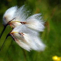 Schmalblättriges Wollgras Schmalblättriges Wollgras - Sauergräser