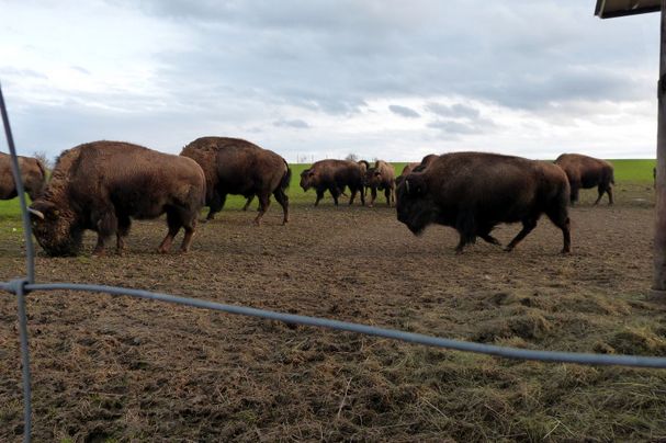 Bisonherde in Sichersreuth