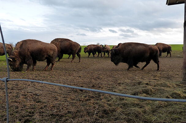 Bisonherde in Sichersreuth