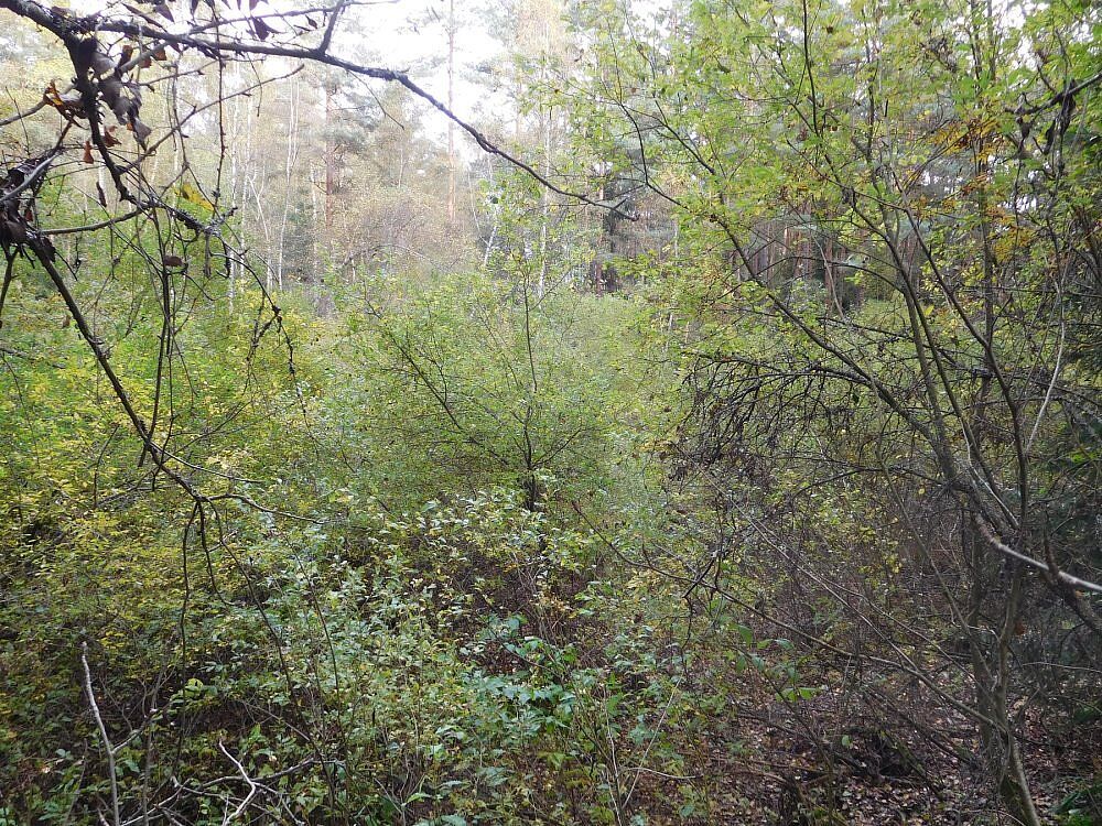 Breiter Teich bei Selb Breiter Teich Selb Grünes Band Fichtelgebirge