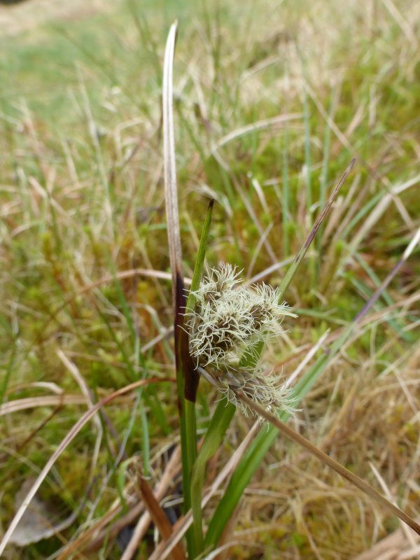 Schmalblättriges Wollgras - Sauergräser