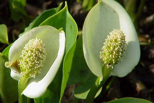 Schlangenwurz/Sumpfkalla Schlangenwurz/Sumpfkalla