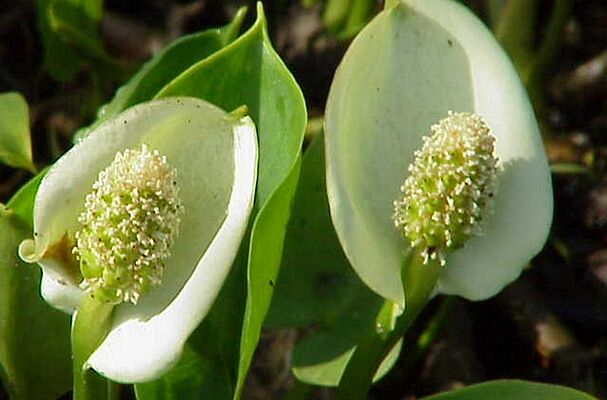 Schlangenwurz/Sumpfkalla Schlangenwurz/Sumpfkalla