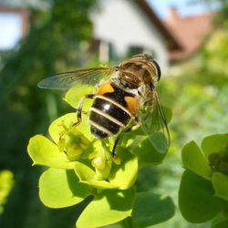 Gemeine Keilfleckschwebfliege Gemeine Keilfleckschwebfliege - Fliegen, Schwebfliegen
