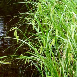 Scheinzypergrass-Segge Scheinzypergrass-Segge