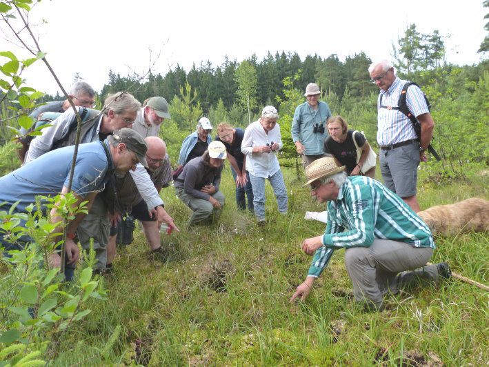 Waldmoor Großwendern Waldmoor Großwendern - Biotope BN Wunsiedel