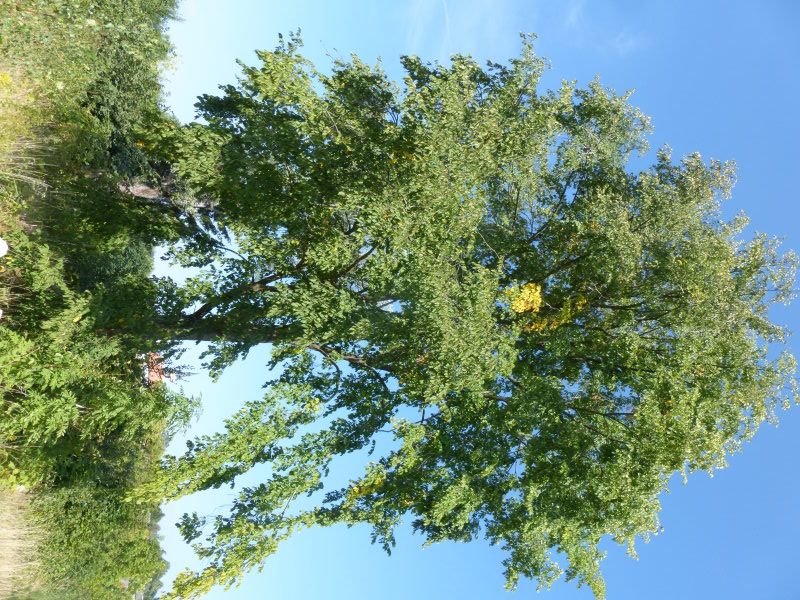 Feldulme - Ulmengewächse