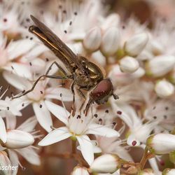 Matte Schwarzkopfschwebfliege Matte Schwarzkopfschwebfliege - Fliegen, Schwebfliegen