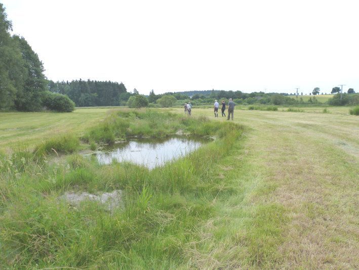 Flutmulde am Wendener Bach Flutmulde am Wendener Bach - BN-Wunsiedel Biotope