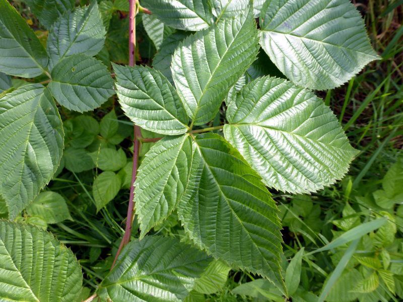 Loch Ness-Brombere - Rosengewächse