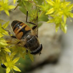 Mistbiene Mistbiene - Fliegen, Schwebfliegen
