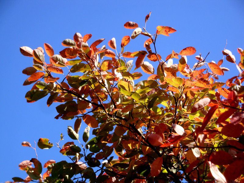 Kupfer-Felsenbirne - Rosengewächse