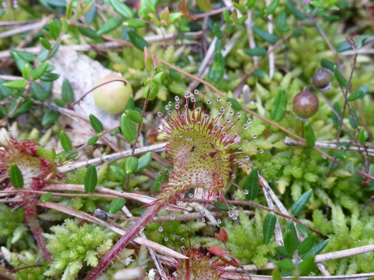 Rundblättriger Sonnentau BN-Biotop Moorteich be Vordorf