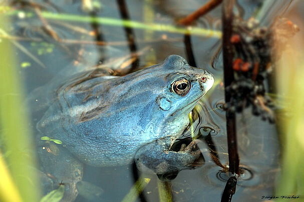 Moorfrosch im Hochzeitsgewandt