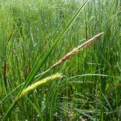 Schnabel-Segge Schnabel-Segge - Sauergräser