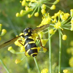 Späte Gelbrandschwebfliege Späte Gelbrandschwebfliege - Schwebfliegen