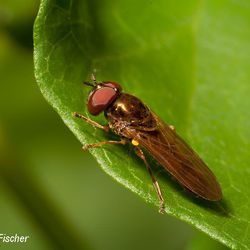 Glänzende Schwarzkopfschwebfliege Glänzende Schwarzkopfschwebfliege - Fliegen, Schwebfliegen