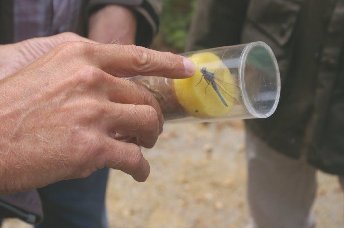 Tongrube Seedorf Raritäten der Botanik und der Insektenwelt