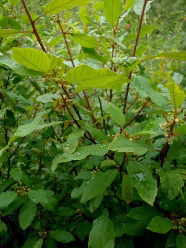 Sträucher im Fichtelgebirge