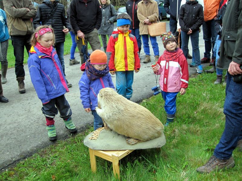 Biber in der Röslauaue Biber in der Röslauaue