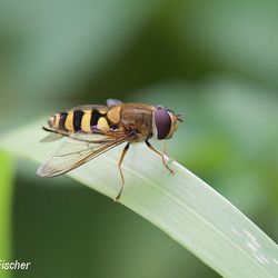 Große Schwebfliege Große Schwebfliege - Fliegen, Schwebfliegen