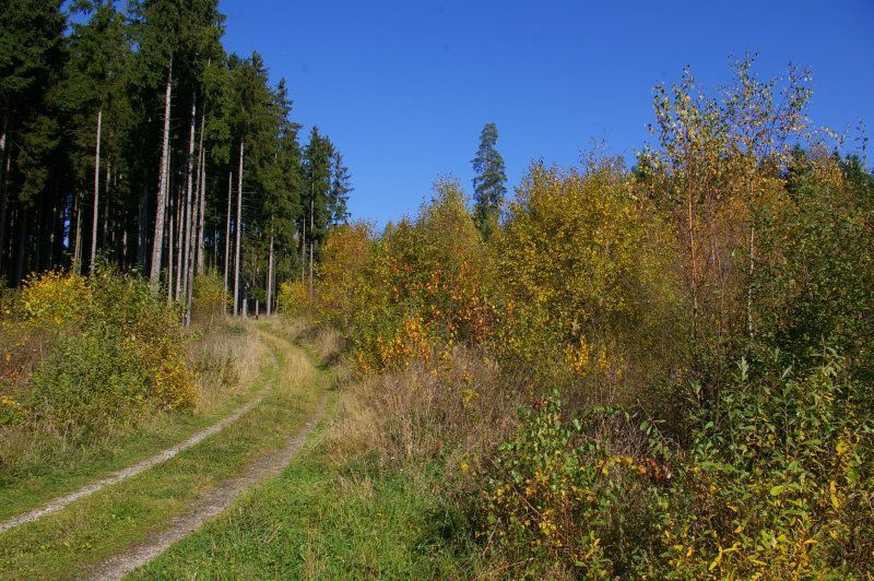 Naturnahe Wälder im geplanten Gewerbegebiet Wölsau-Marktredwitz