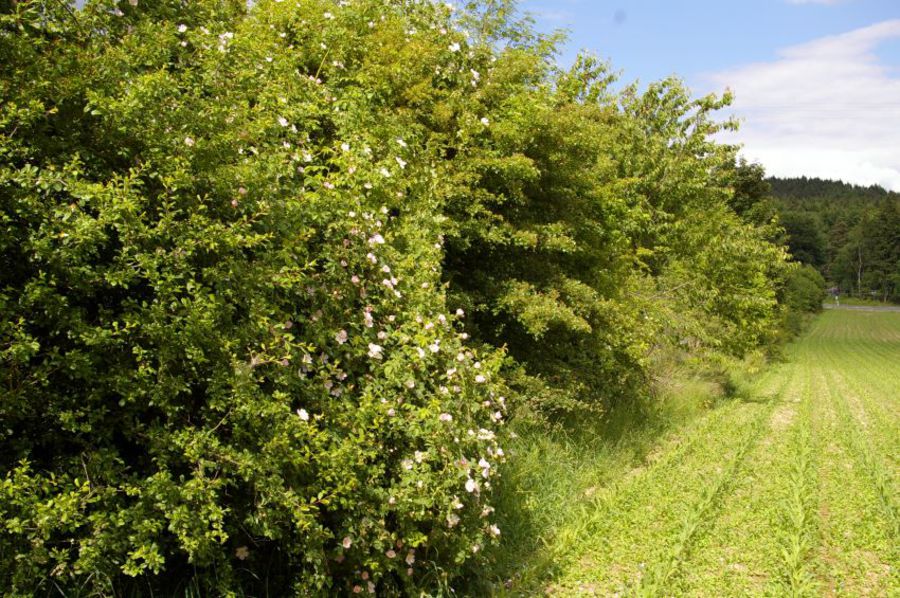 LRBeschreibung BUND Naturschutz in Bayern e.V.