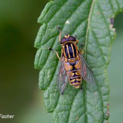 Gemeine Sumpfschwebfliege Gemeine Sumpfschwebfliege - Fliegen, Schwebfliegen