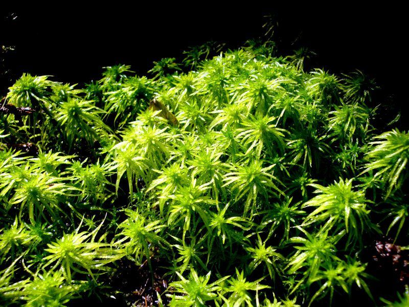 Ufertorfmoos - Torfmoose