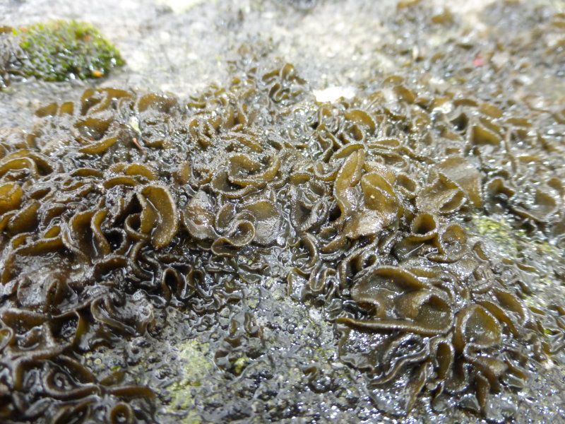 Schwarzkörnige Gallertflechte Schwarzkörnige Gallertflechte - Laubflechten