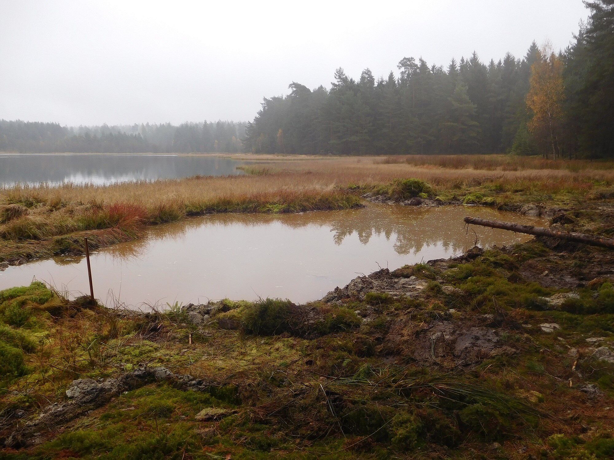 Breiter Teich bei Selb Breiter Teich Selb Grünes Band Fichtelgebirge