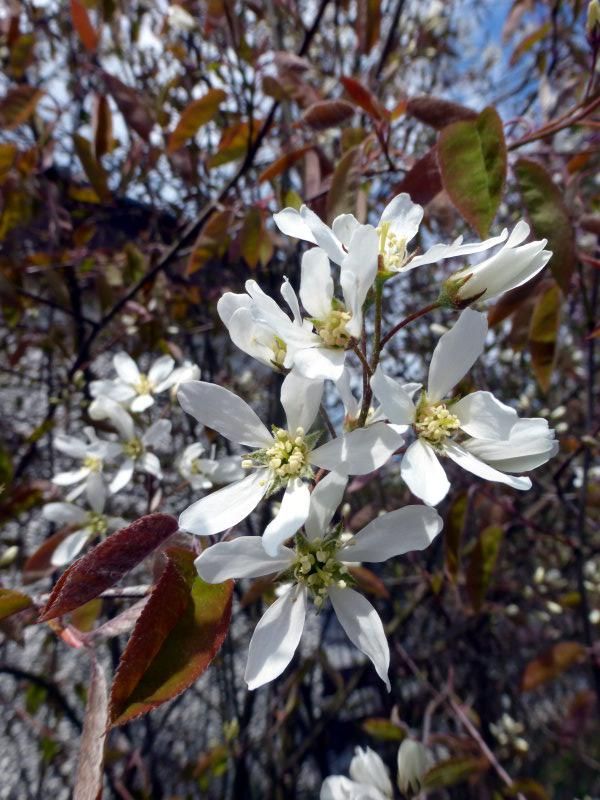 Kupfer-Felsenbirne - Rosengewächse