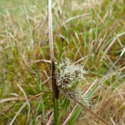 Schmalblättriges Wollgras Schmalblättriges Wollgras - Sauergräser